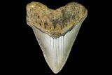 Fossil Megalodon Tooth - North Carolina #109025-1